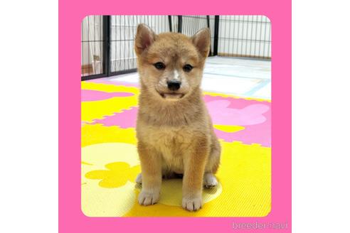 成約済の京都府の柴犬-232586の1枚目
