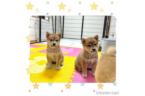 成約済の京都府の柴犬-232586の6枚目