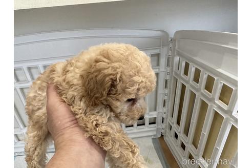 成約済の大阪府のトイプードル-232593の3枚目