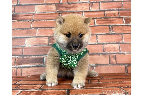 成約済の福岡県の豆柴-232636の3枚目