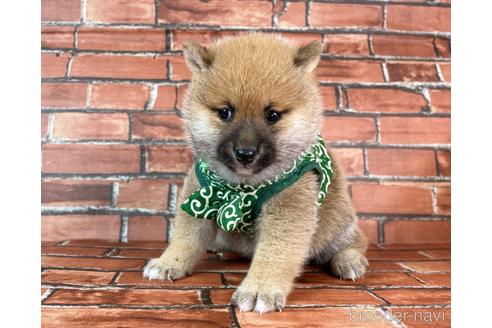 成約済の福岡県の豆柴-232636の4枚目