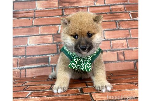 成約済の福岡県の豆柴-232636の1枚目