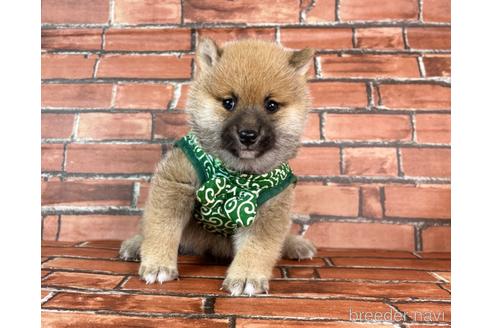 成約済の福岡県の豆柴-232636の2枚目