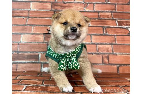 成約済の福岡県の豆柴-232638の5枚目