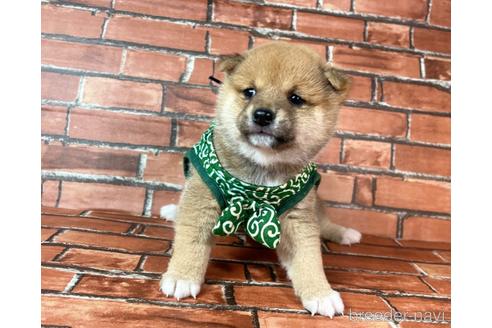 成約済の福岡県の豆柴-232638の2枚目