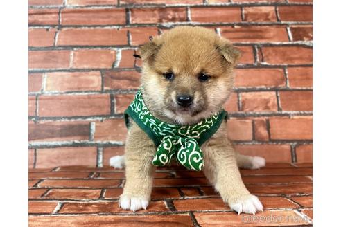 成約済の福岡県の豆柴-232638の3枚目