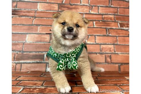 成約済の福岡県の豆柴-232638の4枚目