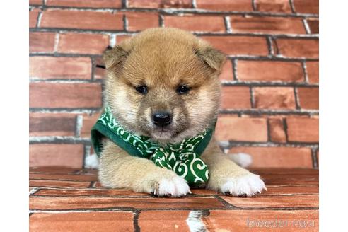 成約済の福岡県の豆柴-232638