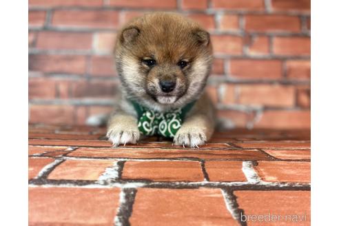 成約済の福岡県の豆柴-232639の2枚目