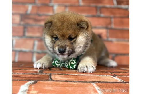 成約済の福岡県の豆柴-232639の3枚目