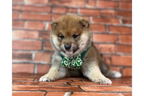 成約済の福岡県の豆柴-232639の4枚目
