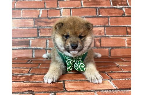 成約済の福岡県の豆柴-232639の5枚目