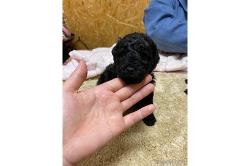 成約済の北海道のトイプードル-232660の3枚目