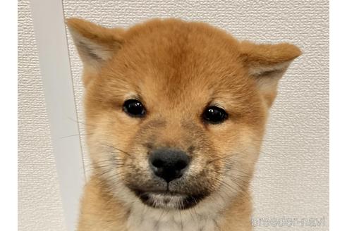 成約済の福井県の柴犬-229738の1枚目