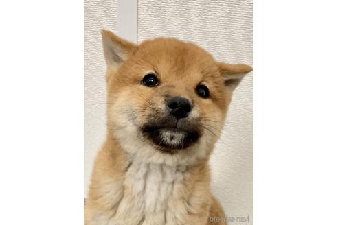 成約済の福井県の柴犬-229738の4枚目