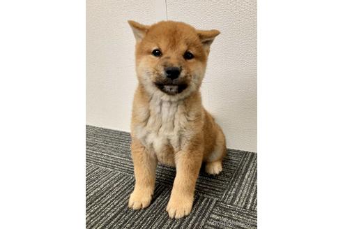 成約済の福井県の柴犬-229738の3枚目