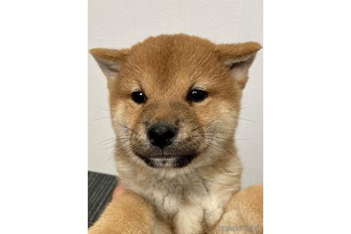 成約済の福井県の柴犬-229738の2枚目