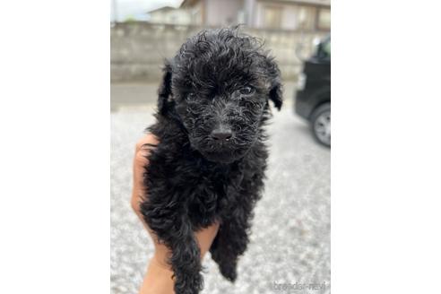 成約済の埼玉県のトイプードル-232792の10枚目