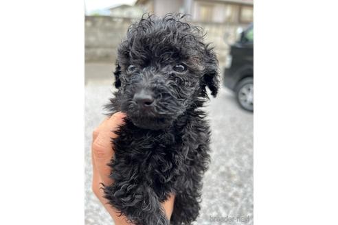 成約済の埼玉県のトイプードル-232792の9枚目