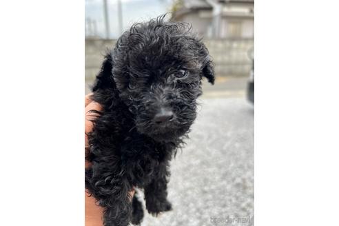 成約済の埼玉県のトイプードル-232792の7枚目