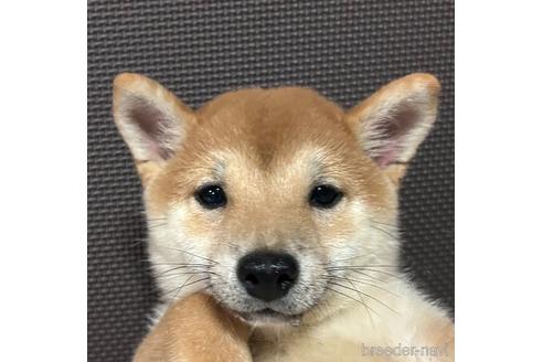 成約済の福岡県の豆柴-224965の1枚目