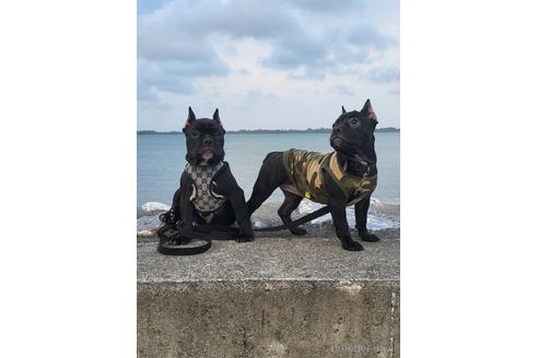 成約済の沖縄県のミックス犬-216047の2枚目