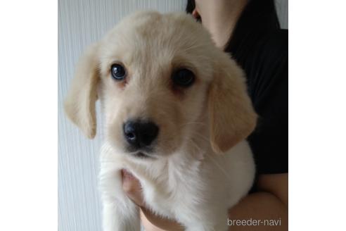 成約済の北海道のミックス犬-224469の2枚目