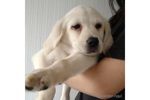 成約済の北海道のミックス犬-224471の2枚目