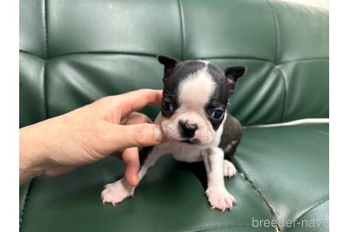 成約済の佐賀県のボストンテリア-232875の1枚目