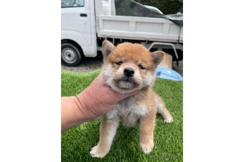 成約済の広島県の柴犬-231378の1枚目