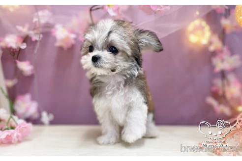 成約済の愛知県のチワマル:チワワ×マルチーズ-232885の2枚目