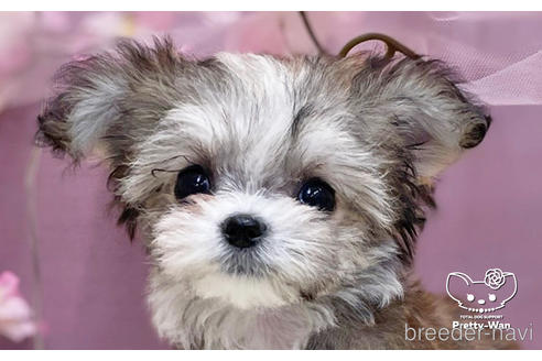 成約済の愛知県のチワマル:チワワ×マルチーズ-232885の1枚目