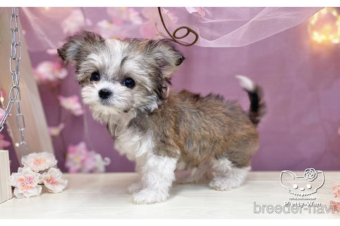 成約済の愛知県のチワマル:チワワ×マルチーズ-232885の4枚目