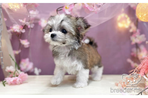 成約済の愛知県のチワマル:チワワ×マルチーズ-232885の5枚目