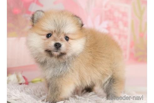 成約済の千葉県のポメラニアン-232886の2枚目