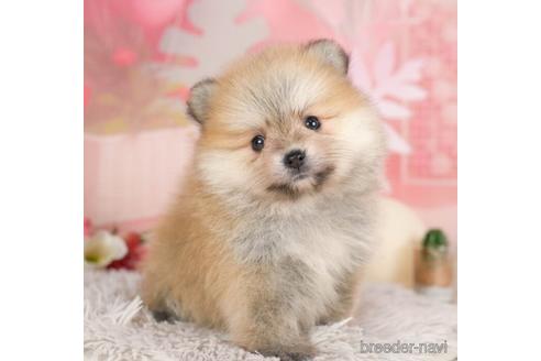 成約済の千葉県のポメラニアン-232886の4枚目