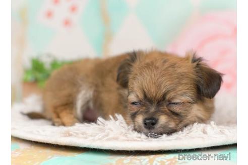 成約済の千葉県のチワワ(ロングコート)-232887の3枚目