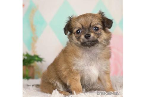 成約済の千葉県のチワワ(ロングコート)-232887の1枚目