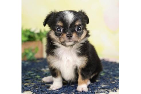 成約済の千葉県のチワワ(ロングコート)-232901の1枚目