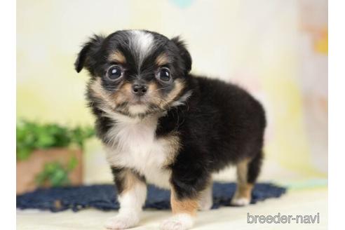 成約済の千葉県のチワワ(ロングコート)-232901の4枚目