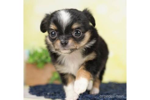 成約済の千葉県のチワワ(ロングコート)-232901の2枚目