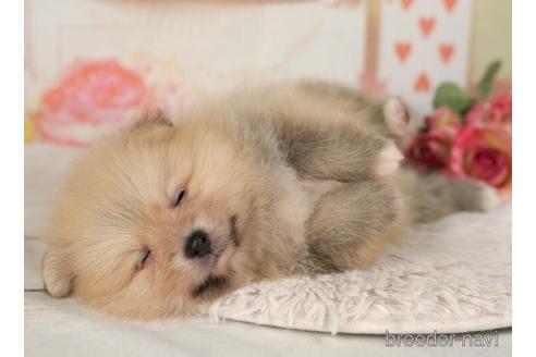 成約済の千葉県のポメラニアン-232902の3枚目