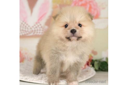 成約済の千葉県のポメラニアン-232902の2枚目