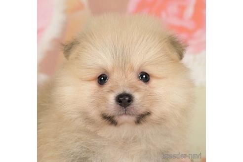 成約済の千葉県のポメラニアン-232902の1枚目
