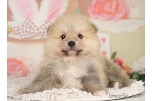 成約済の千葉県のポメラニアン-232902の4枚目