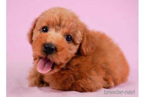 成約済の東京都のトイプードル-232905の3枚目