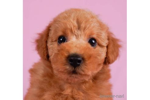 成約済の東京都のトイプードル-232905の4枚目