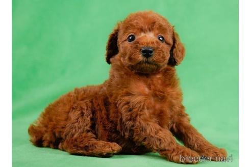 成約済の東京都のトイプードル-232906の3枚目