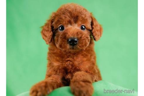 成約済の東京都のトイプードル-232906の4枚目