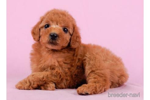 成約済の東京都のトイプードル-232910の2枚目